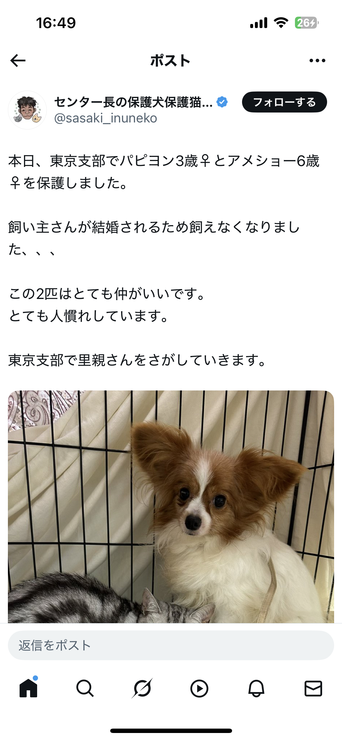 スレッドヘッダー画像: 犬猫捨てないと結婚できないやつなんか選ぶなよ…
