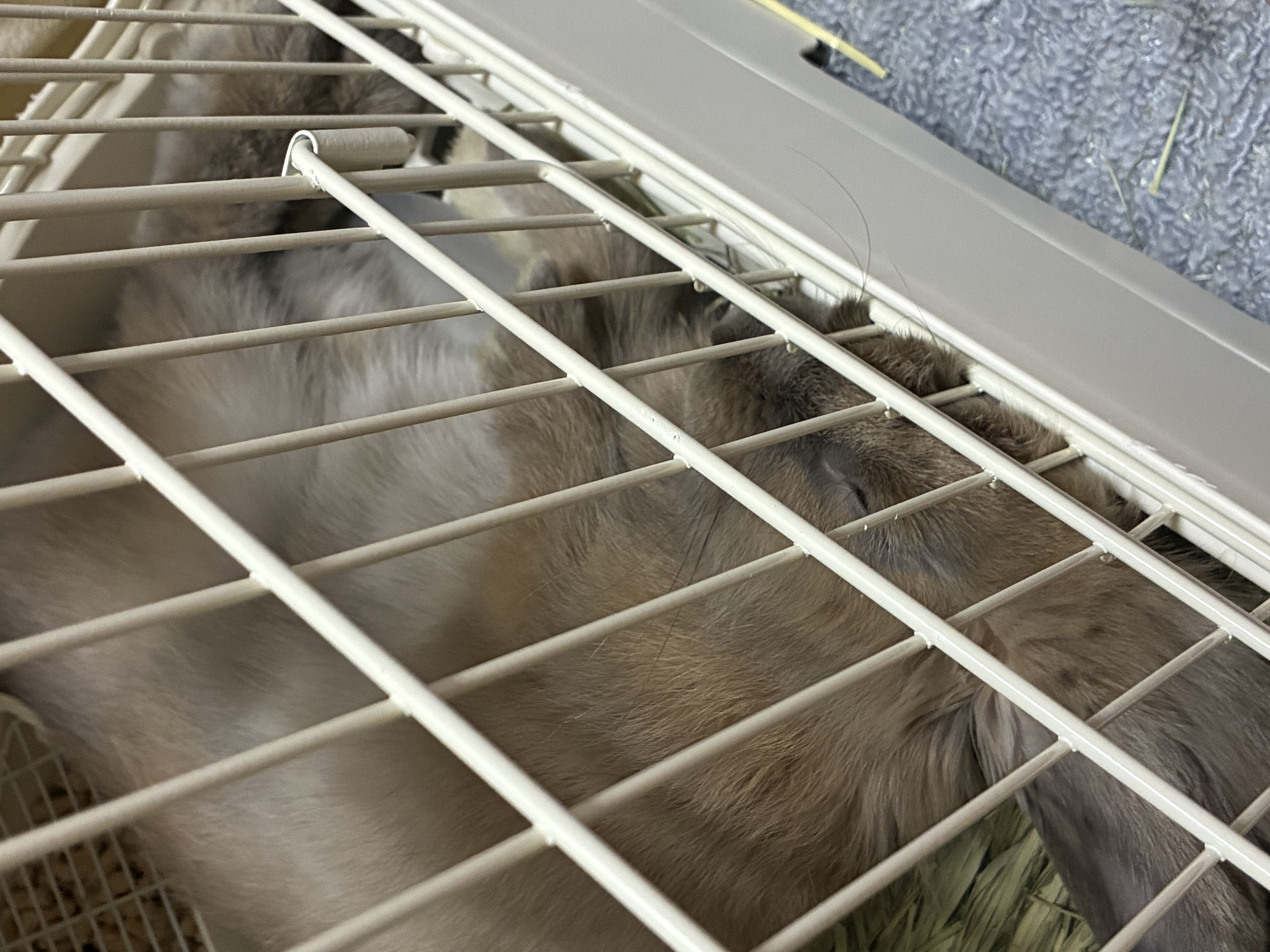 スレッドヘッダー画像: お迎えして2週間近く、リラックスしてくれて飼い主は嬉しいよ( ; ; )