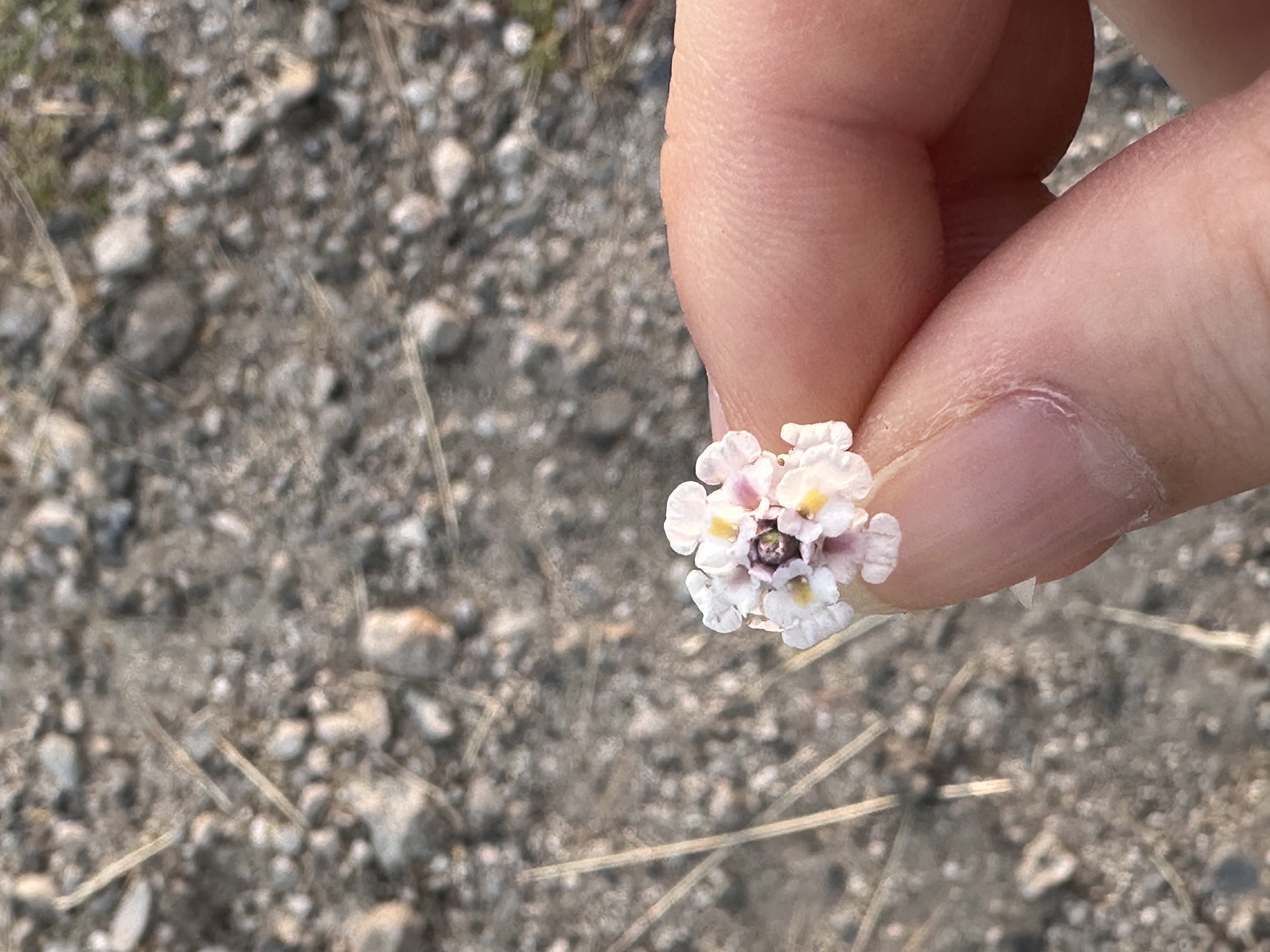 スレッドヘッダー画像: 花撮ったら自分の爪汚すぎてびっくり