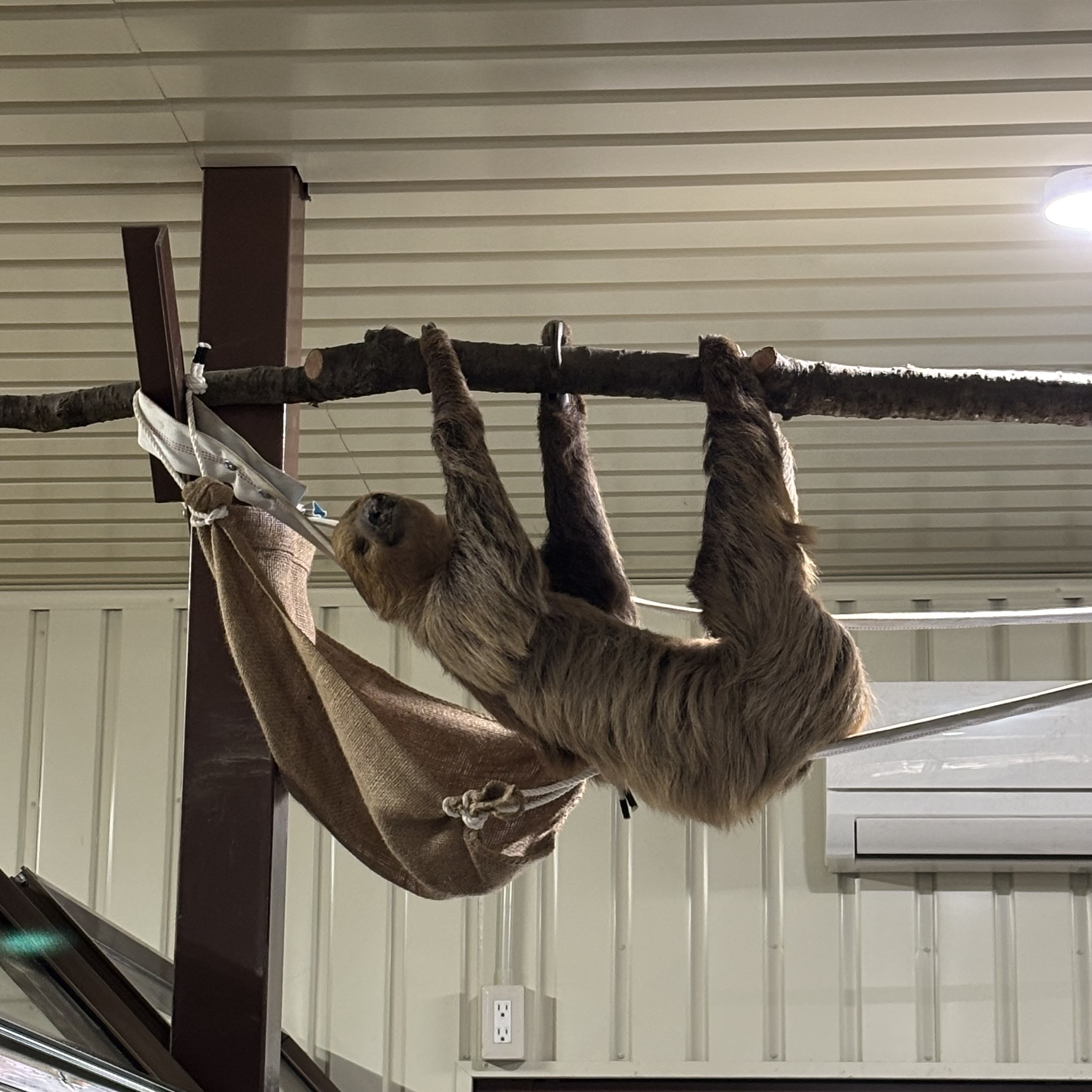 スレッドヘッダー画像: 宇都宮動物園のナマケモノ🦥
まさか通路の真上に剥き出していると思わないから置物かと思ったら本物だったｗｗｗ
質感が剥製のそれなんだよなぁ…笑