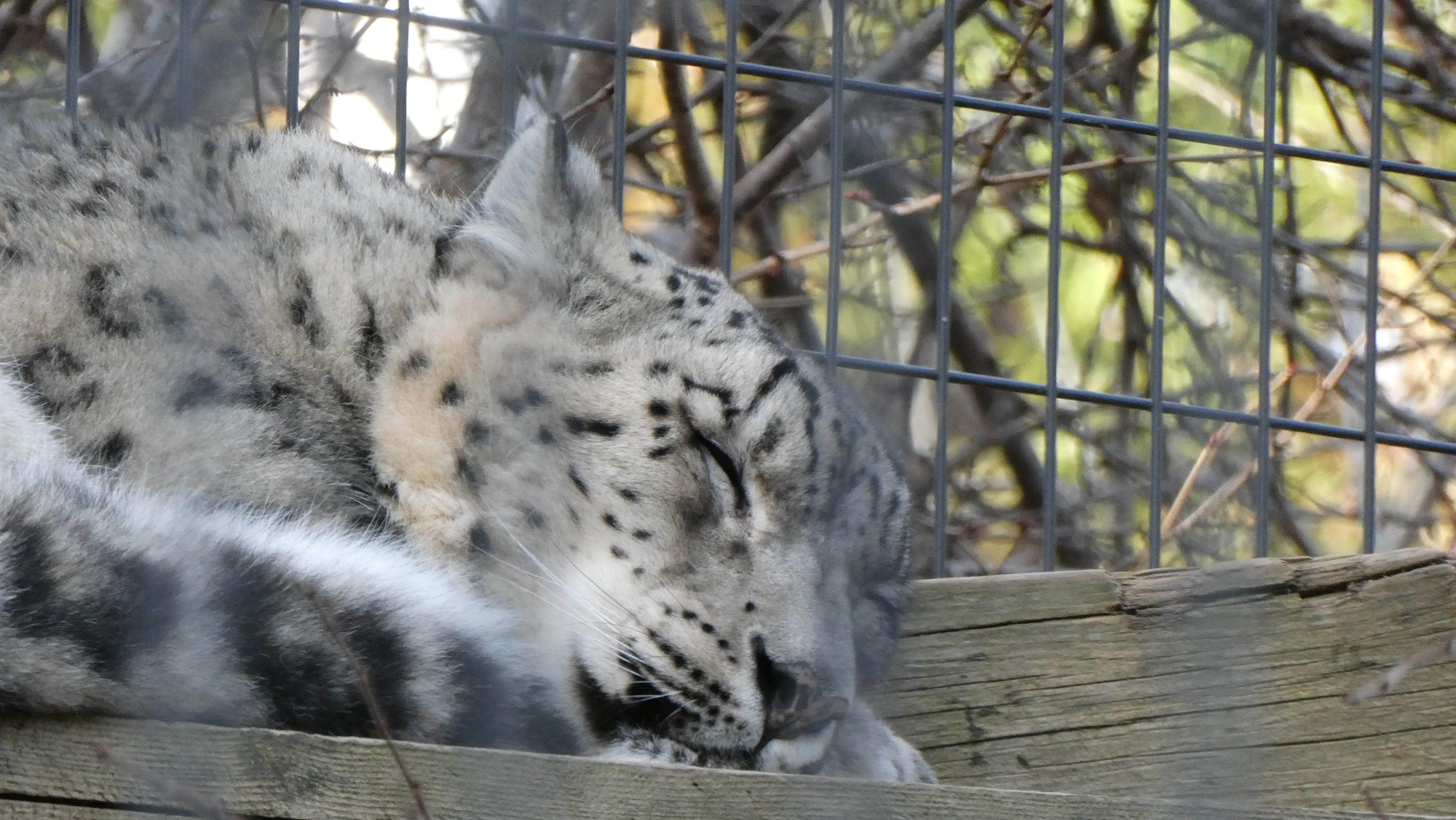 スレッドヘッダー画像: ゆきひょう