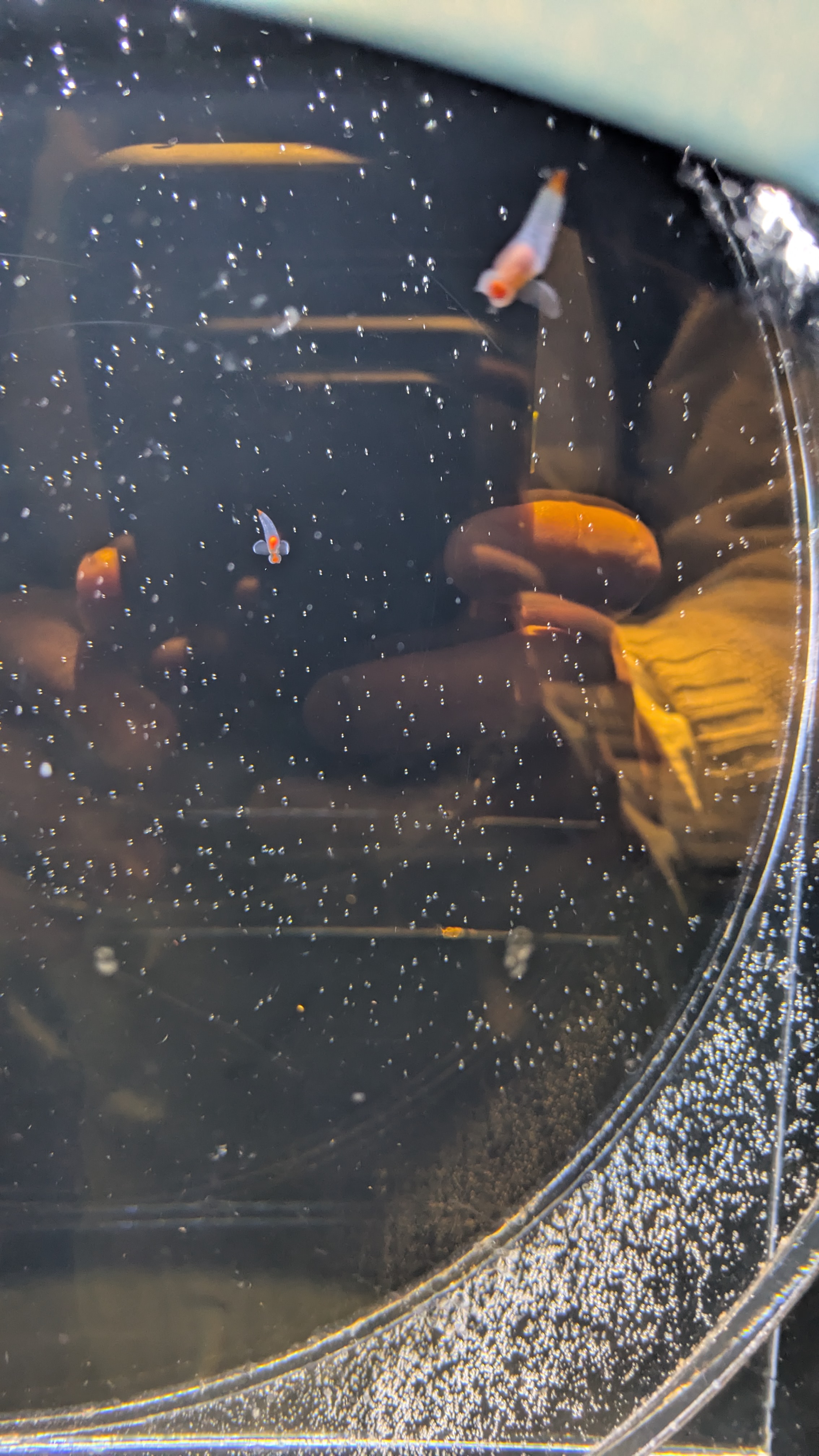 スレッドヘッダー画像: クリオネ　わかるかな？？