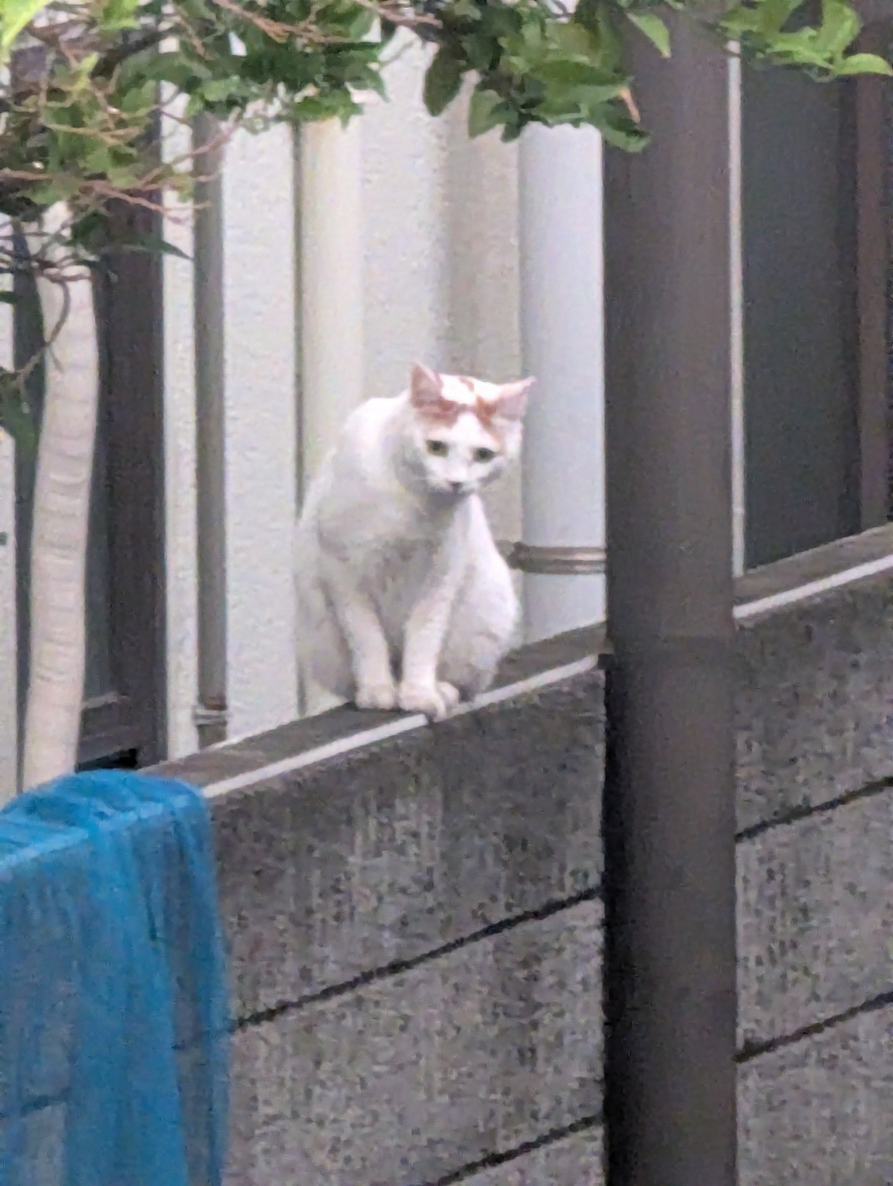 スレッドヘッダー画像: 塀の上