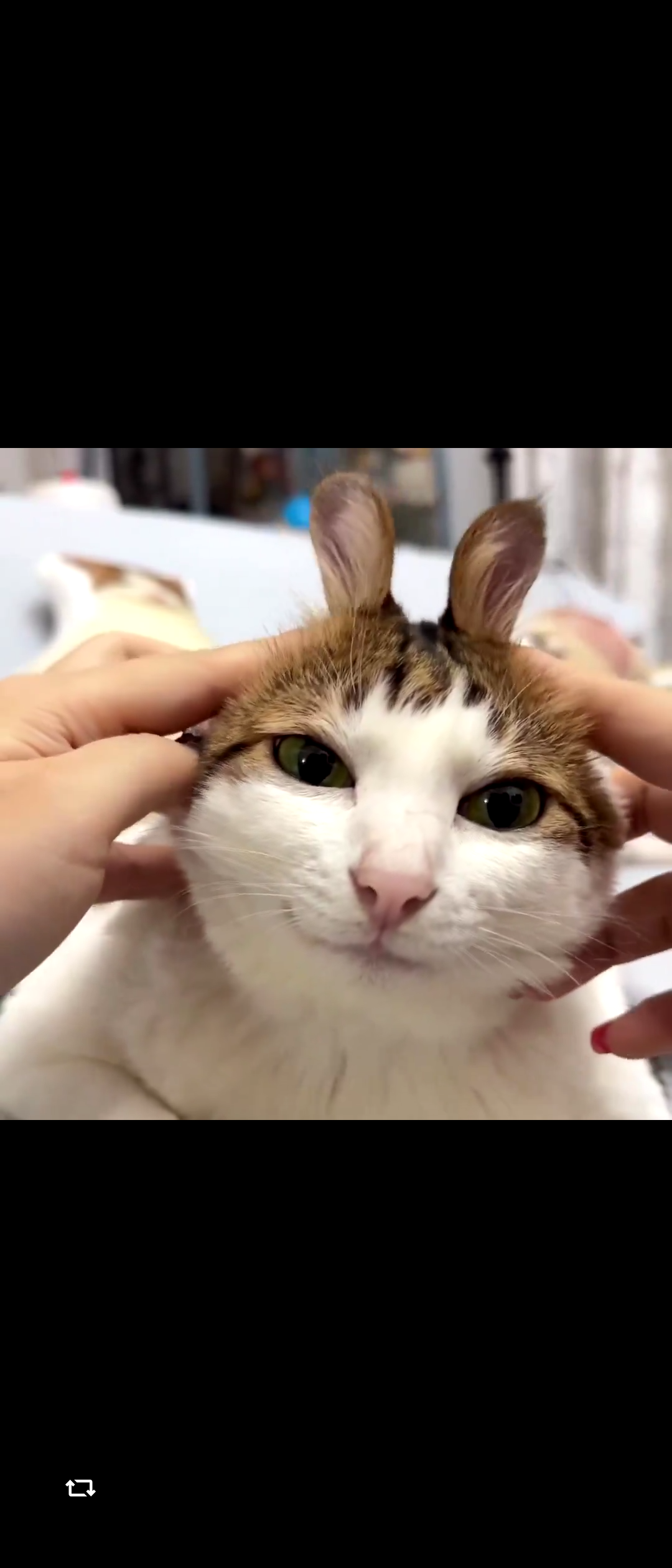スレッドヘッダー画像: ねこうさぎ