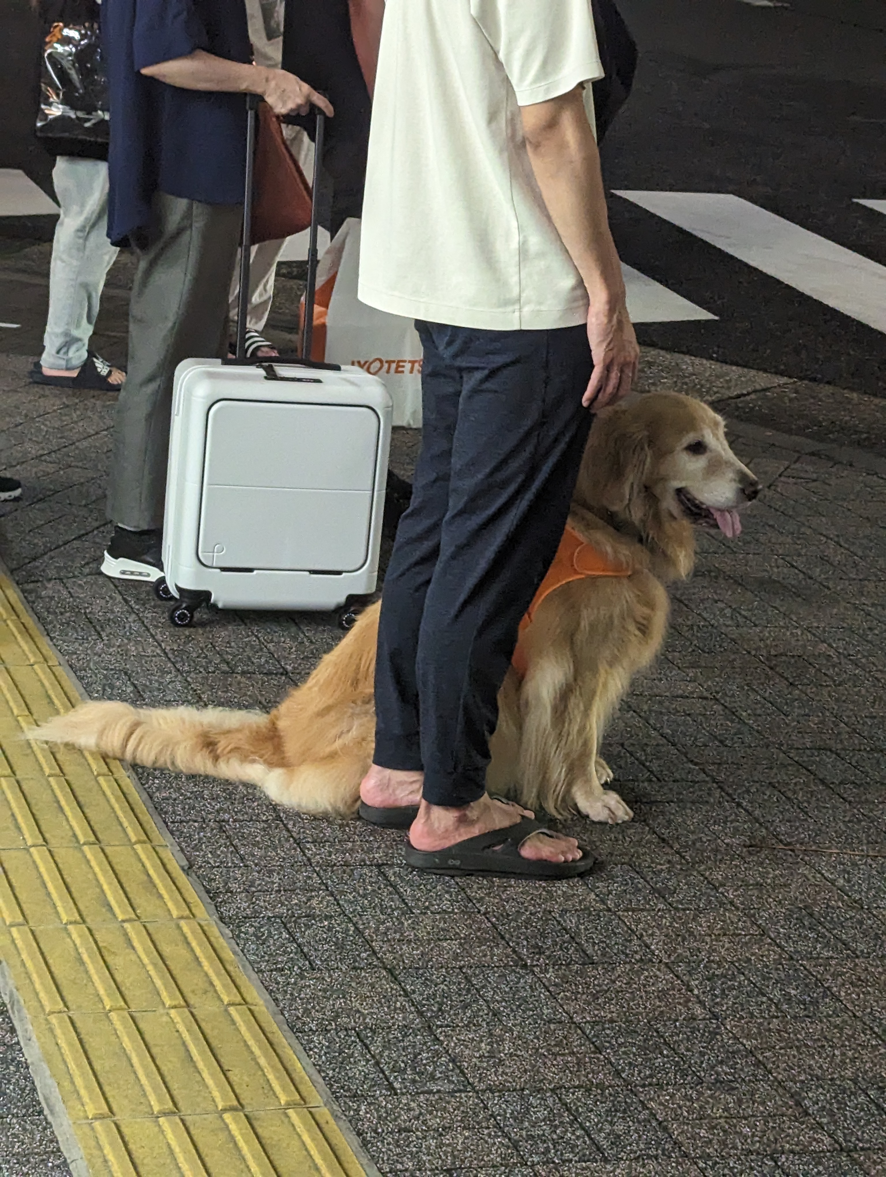 スレッドヘッダー画像: ゴルデン
