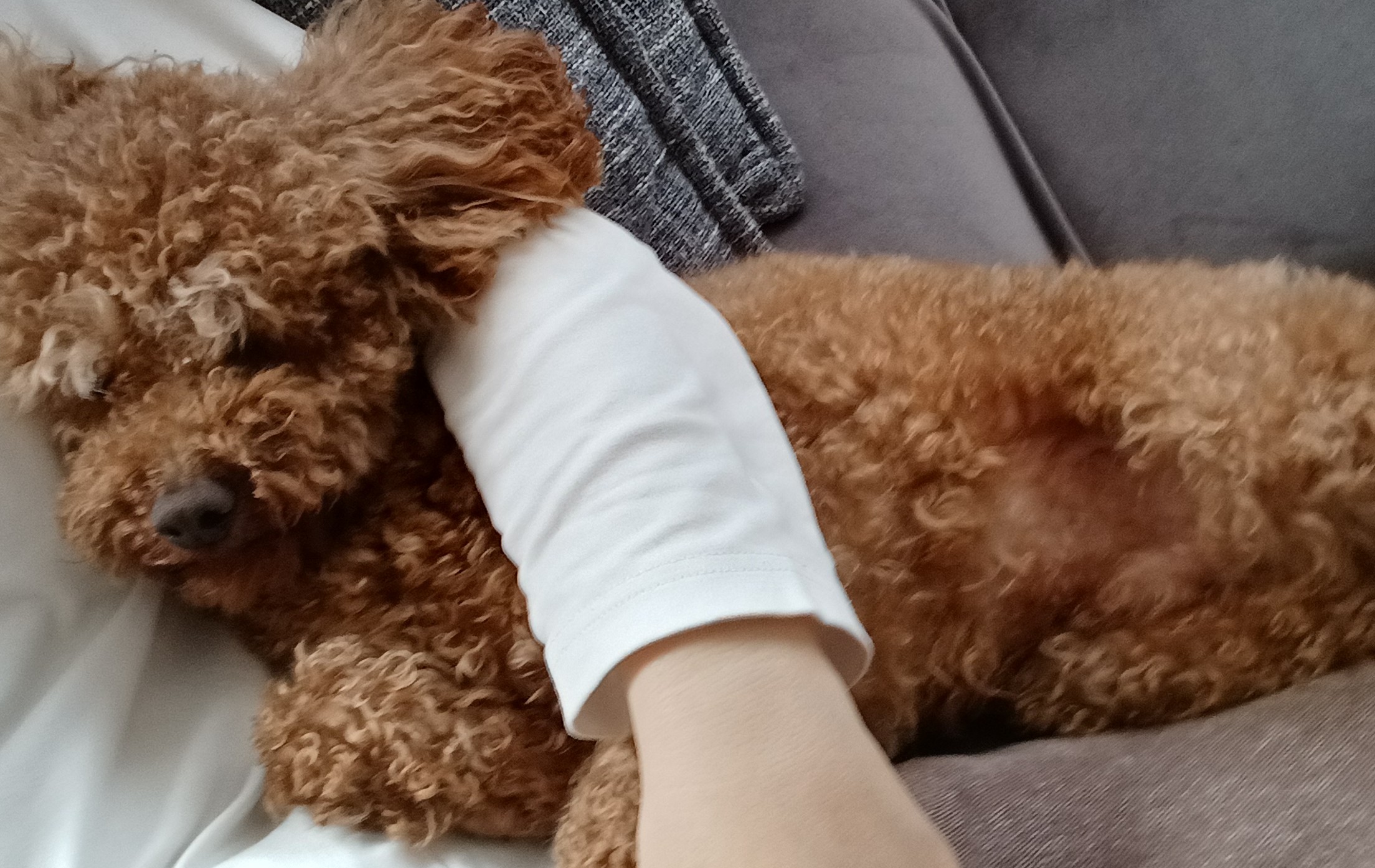 スレッドヘッダー画像: 毛むくじゃら