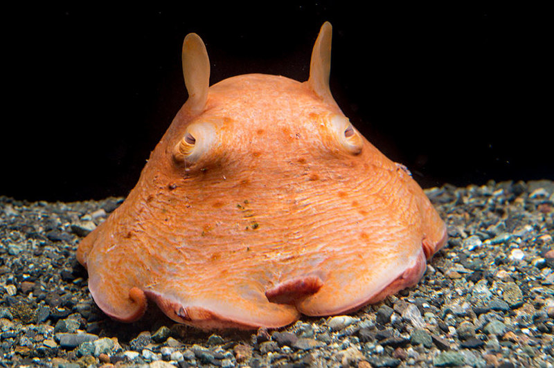 スレッドヘッダー画像: 深海魚っていいな
暗いところ好きだから気が合うわ