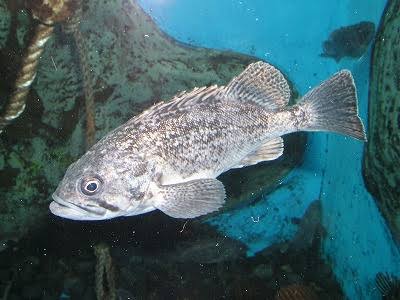 スレッドヘッダー画像: この魚美味い