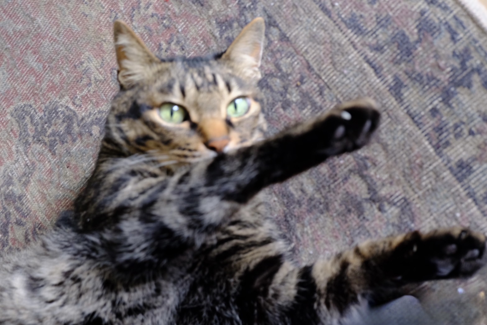 スレッドヘッダー画像: ねこ太郎