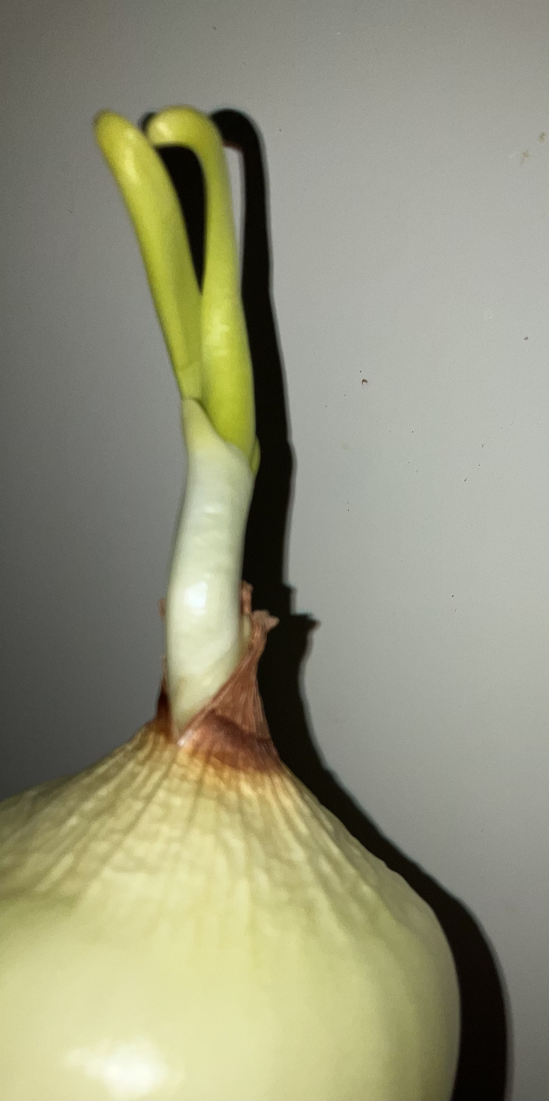 スレッドヘッダー画像: 玉ねぎがいつ植えてもいいよ？ってサイン出してきてる。食べるつもりなんだけど（笑）
