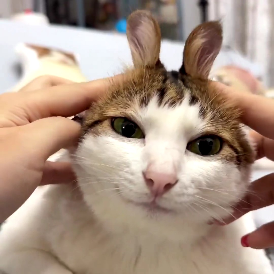 スレッドヘッダー画像: ねこうさぎだよ