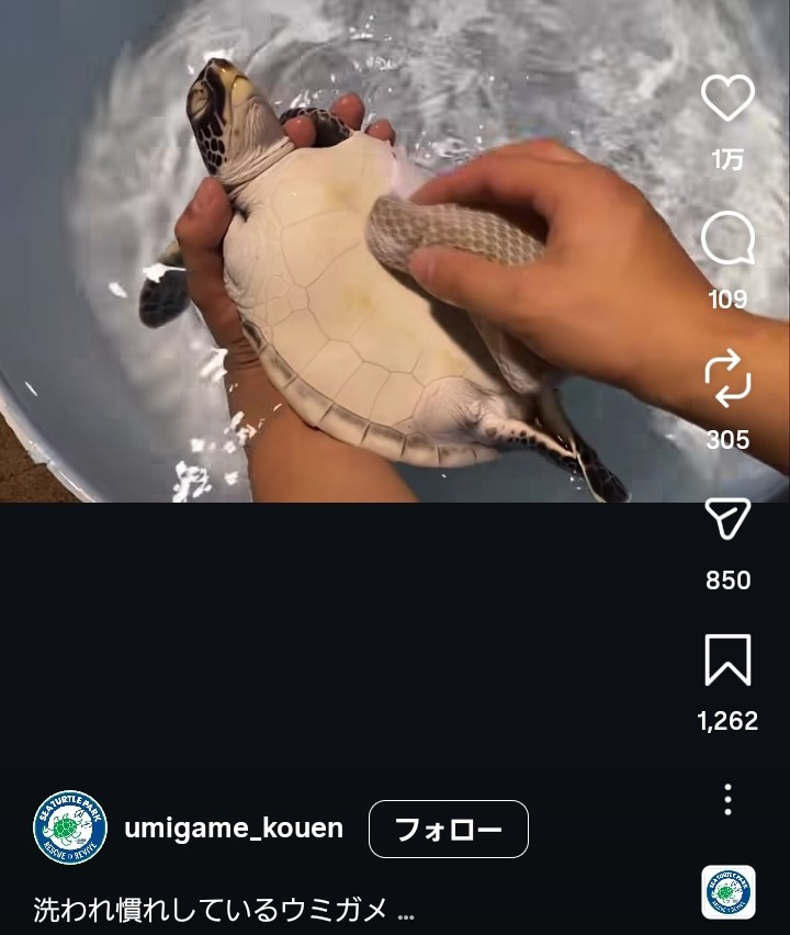 スレッドヘッダー画像: 私も亀なでるだけの仕事したい