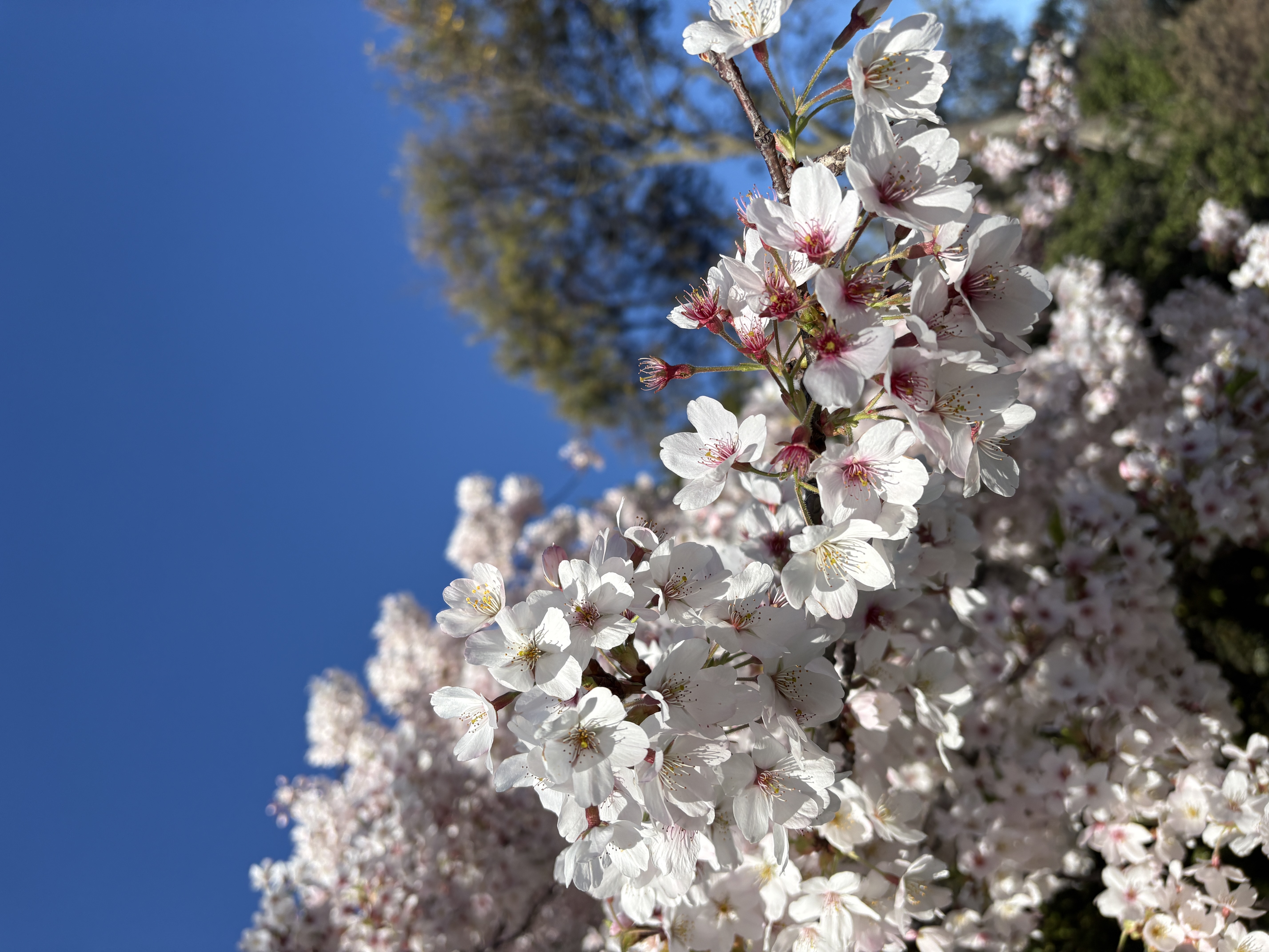 スレッドヘッダー画像: ニュージーランドは桜満開よ〜
日本と季節真逆だから帰国後体調崩しそうで心配