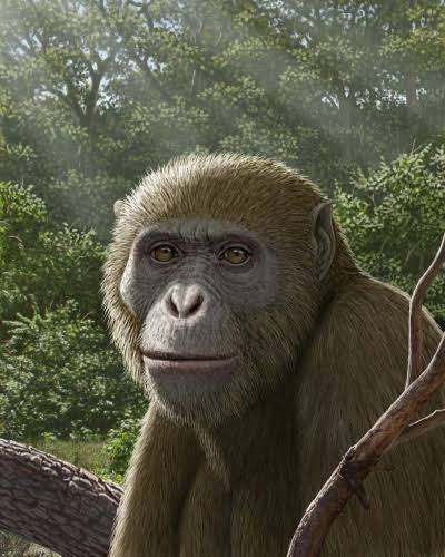 スレッドヘッダー画像: 1800万年前の類人猿言われてもほとんどゴリラにしか見えんよ