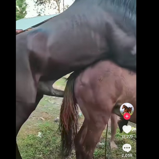 スレッドヘッダー画像: 馬