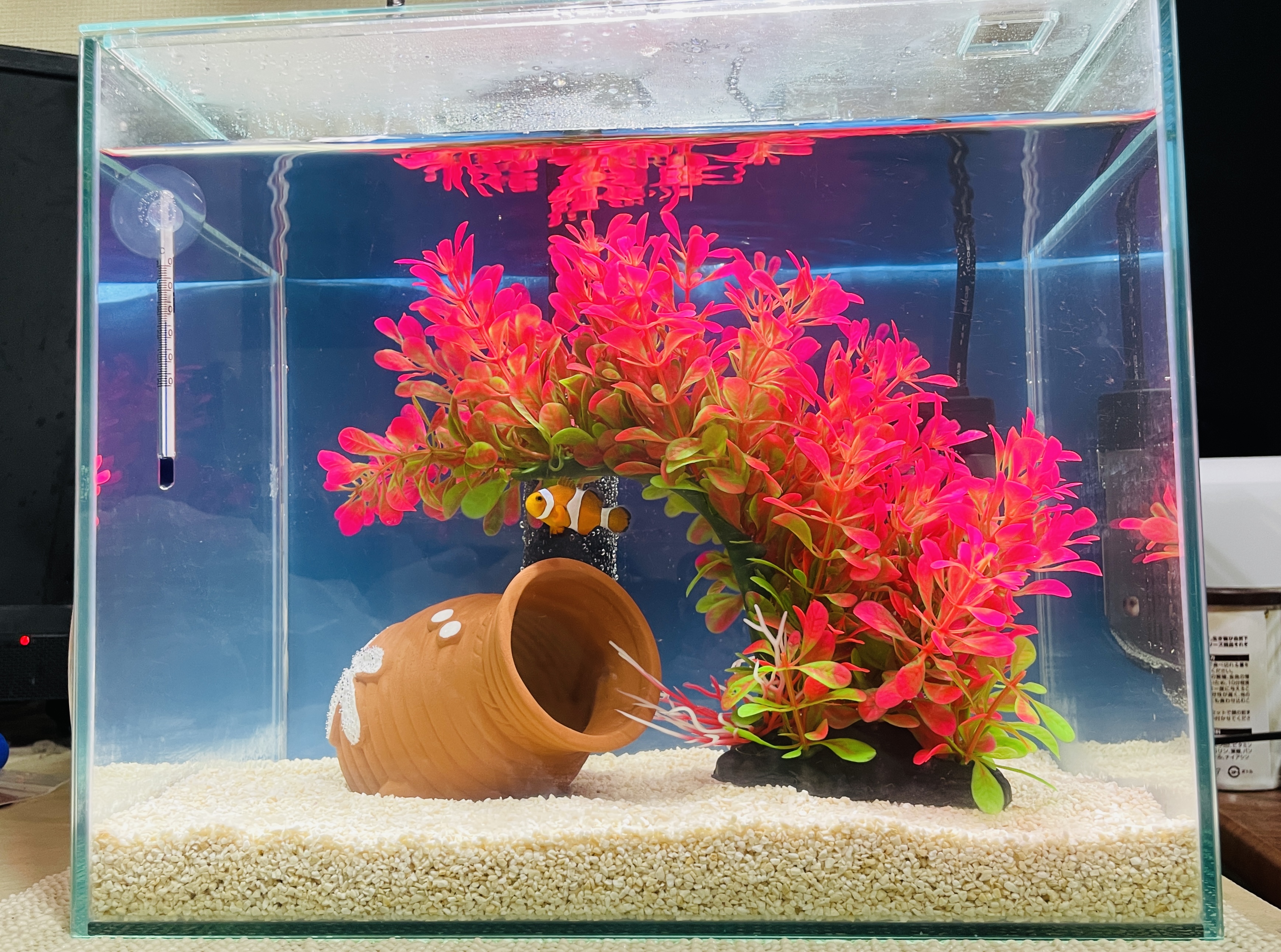 スレッドヘッダー画像: 海水は初　しょぼいながらもカクレクマノミ飼いはじめた